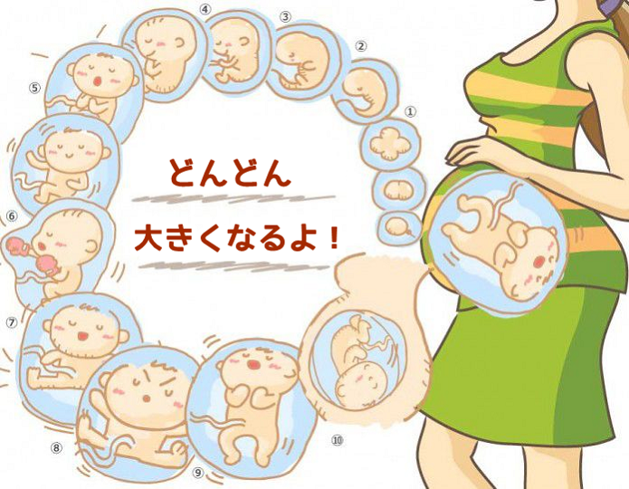 妊娠後のお腹の状態1ヶ月目から10ヶ月まで